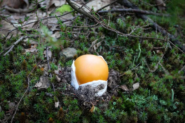 凯撒的蘑菇 凯撒的蘑菇在苔藓丛中的森林里天田菜园采摘独自生长在森林中的蘑菇 — 图库照片