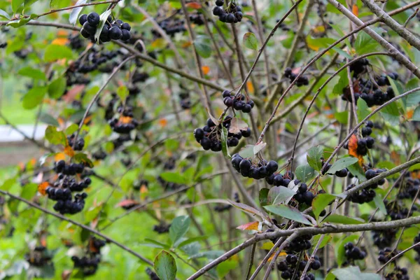带有成熟浆果的黑桑树 兰花黑果属 花园里长满了黑醋栗的果实 果子酱 — 图库照片