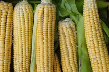 Taze hasat edilmiş olgun mısırlar. Koçanda taze mısır.