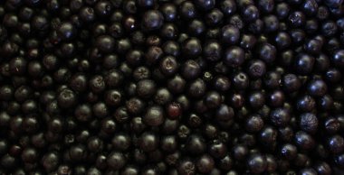 Pankart. Yaban mersini. Aronia çilekleri. Chokeberry, Aronia geçmişi. Çilek. Taze toplanmış meyveler. Aronia melanocarpa ya da böğürtlen arkaplanı. Kapatın. Makro.