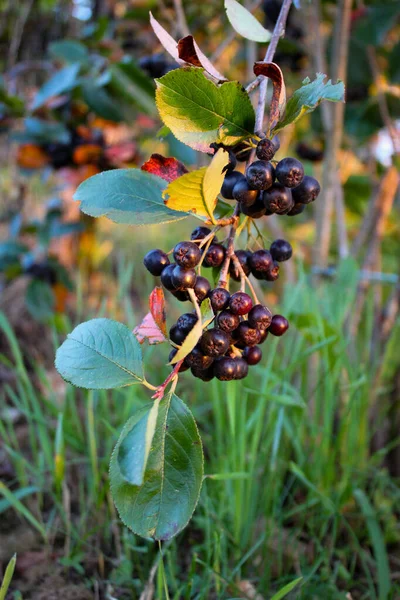 Dallarda Aronia Meyve Boğazlı Yaban Mersini Olgun Böğürtlenler Dalda Aronia — Stok fotoğraf