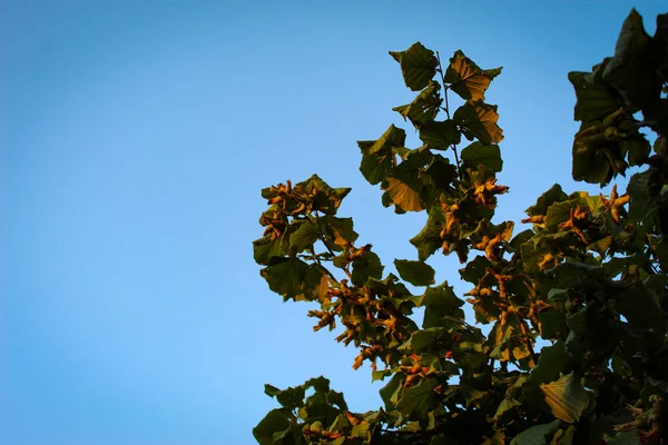 헤이즐 나뭇가지에서 자란다 헤이즐 나뭇가지에 내려앉는다 송이송이 열매맺힌 딸하나 무가운데있노라 — 스톡 사진