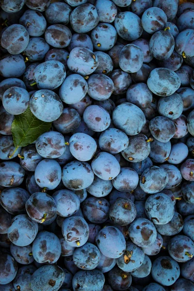 Fondo Ciruelas Ciruelas Maduras Redondas Después Cosecha —  Fotos de Stock