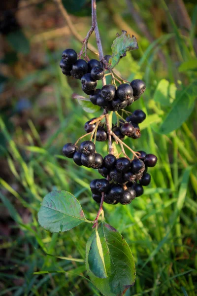 带有成熟浆果的黑桑树 兰花黑果属 园子里的黑杨树枝条 波斯尼亚和黑塞哥维那的水果 — 图库照片