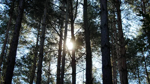Μπάνερ Ηλιαχτίδα Μέσα Από Κλαδιά Και Δέντρα Κωνοφόρα Δάση — Φωτογραφία Αρχείου