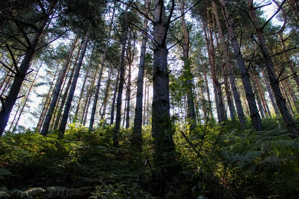 夏日的雾中 晨阳照耀着针叶林 用植物和蕨类养护的森林 — 图库照片