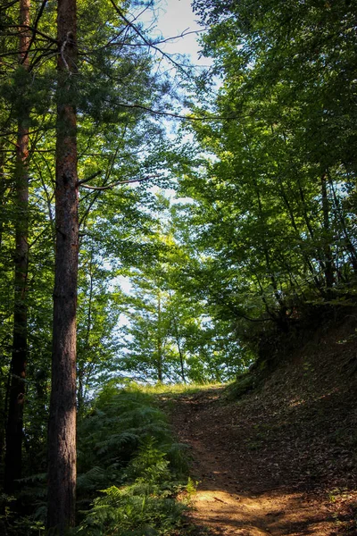 Camino Para Caminar Por Bosque — Foto de Stock