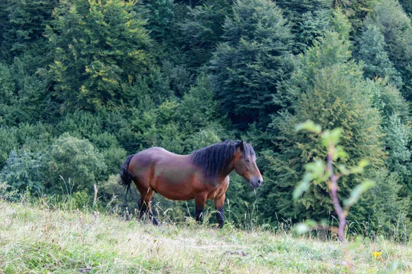 野生の野生の種牡馬 野生の馬だ ボスニア ヘルツェゴビナのサラエボの上の自然の中で野生の馬 — ストック写真