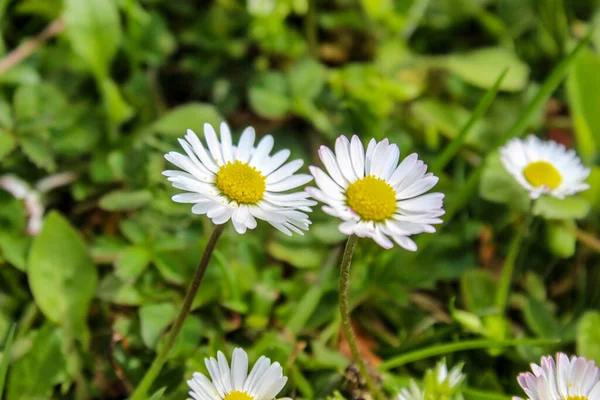 Duas Margaridas Relvado — Fotografia de Stock