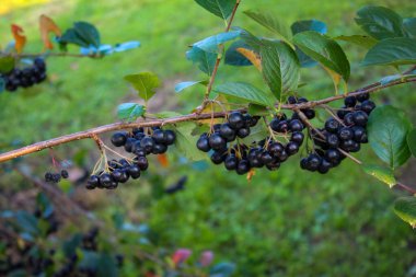 Böğürtlen (Aronia melanocarpa) çalısı olgun böğürtlenlerle. Bahçede bir dal siyah aronya meyvesi. Bosna-Hersek 'te Meyve.