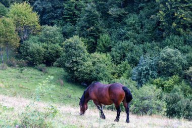 Vahşi vahşi aygır. Vahşi bir at. Bosna-Hersek 'te Saraybosna' nın üzerindeki doğada vahşi bir at.