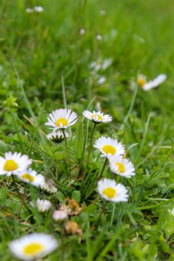 Daisy çiçekleri. Papatyalar, yeşil çayırdaki çiçekler. Bahar çiçekleri. Bellis perennis.