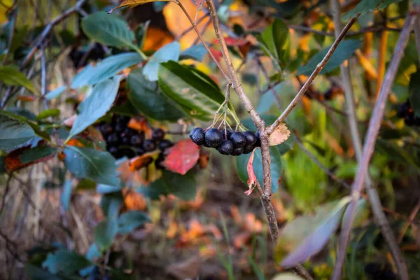 Aronia Gałęziach Owocowa Borówka Jagody Aronii Dojrzałe Jagody Gałęzi Owoce — Zdjęcie stockowe