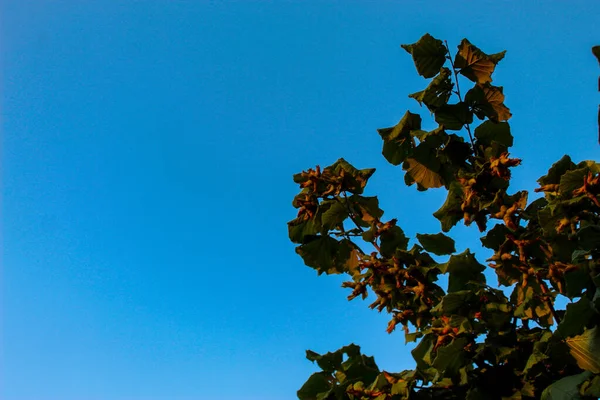 Niebo Tle Orzechy Laskowe Rosną Gałęziach Orzechy Laskowe Dojrzewają Gałęziach — Zdjęcie stockowe