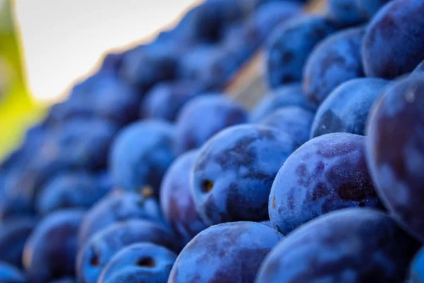 Ripe Plums Freshly Picked Fruit Focus Plums — Stock Photo, Image