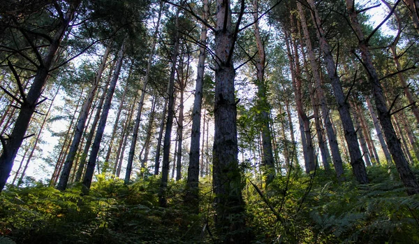 Летом Хвойный Лес Освещается Утренним Солнцем Тумане Лес Растениями Папоротниками — стоковое фото