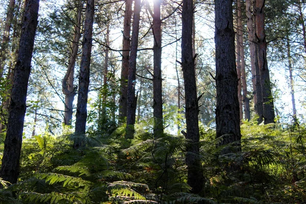 Sol Través Ramas Árboles Bosque Coníferas Bosque Coníferas Con Helechos — Foto de Stock