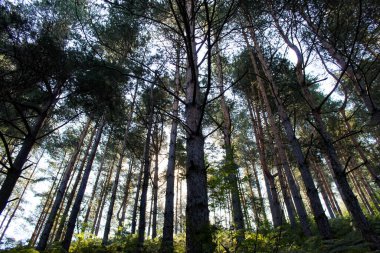Orman. Kozalaklı orman. Ağaçlar sabah ağaçlar ve güneş ışığı gölgelikten geçer..