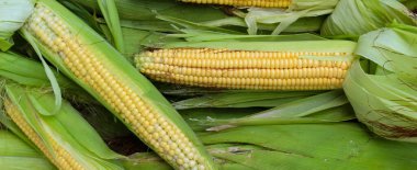 Pankart. Kabuğu soyulmuş ve yarı soyulmuş mısır. Bir sürü mısır, bazıları soyulmamış. Mısır tarlasının arka planında.