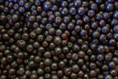 Yaban mersini. Aronia çilekleri. Boğaz üzümü, aronya arkaplan meyvesi. Meyveler. Çilek. Taze toplanmış meyveler. Aronia melanocarpa ya da böğürtlen arkaplanı. Kapatın. Makro.