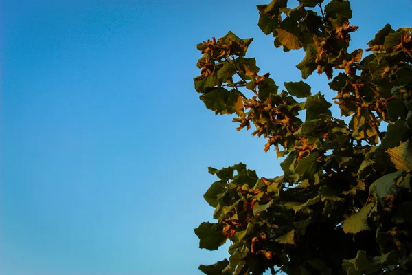 Haselnüsse Wachsen Einem Ast Haselnüsse Reifen Einem Zweig Fruchthaselnüsse Auf — Stockfoto