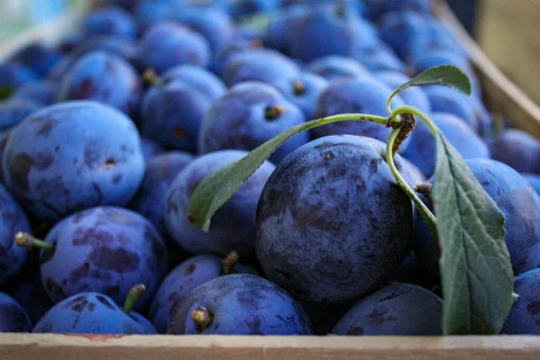 Lots Plums Picked Crate Crate Full Plums — Stock Photo, Image
