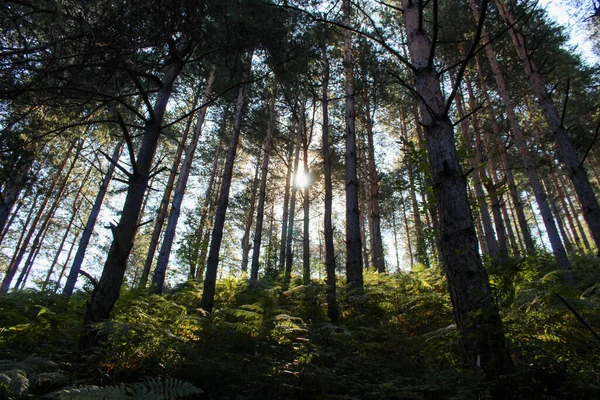 Soleil Travers Les Branches Les Arbres Dans Une Forêt Conifères — Photo