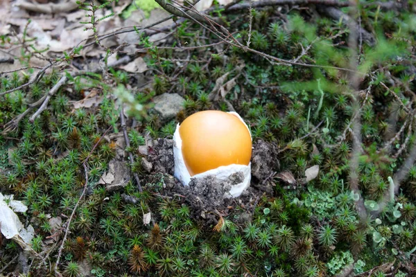 Caesar Gombája Caesar Gombája Erdőben Mohák Között Amanita Cézár Gombát — Stock Fotó