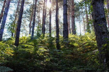 Ağaçların ve dalların arasından kozalaklı bir ormanda gün ışığı. Yeşil eğreltiotu ile kozalaklı orman.