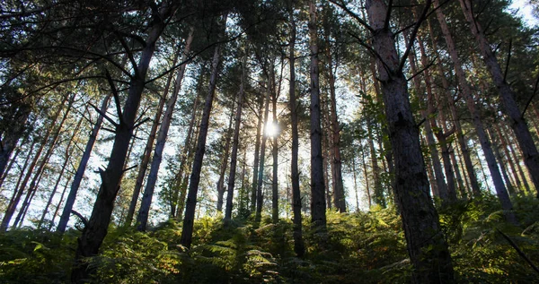 Banner Solsken Genom Grenar Och Träd Barrskog Barrskog Med Gröna — Stockfoto