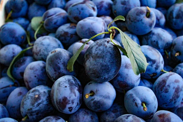 Lots Plums Picked Crate Crate Full Plums — Stock Photo, Image