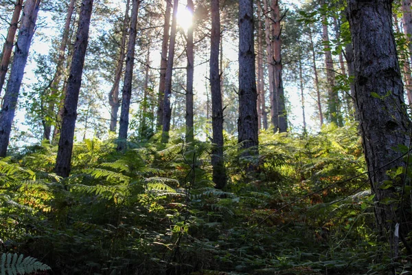 Ağaçların ve dalların arasından kozalaklı bir ormanda gün ışığı. Yeşil eğreltiotu ile kozalaklı orman.