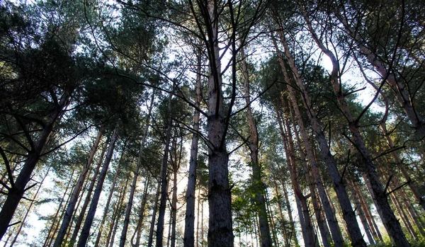 Canopy Forestal Coníferas Bosque Coníferas Por Mañana Verano — Foto de Stock