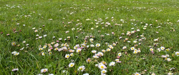 Banner. Daisies on the lawn. Many daisies on the lawn in the spring. Lawn daisies. Bellis perennis.