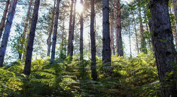 Soleil Travers Les Branches Les Arbres Dans Une Forêt Conifères — Photo