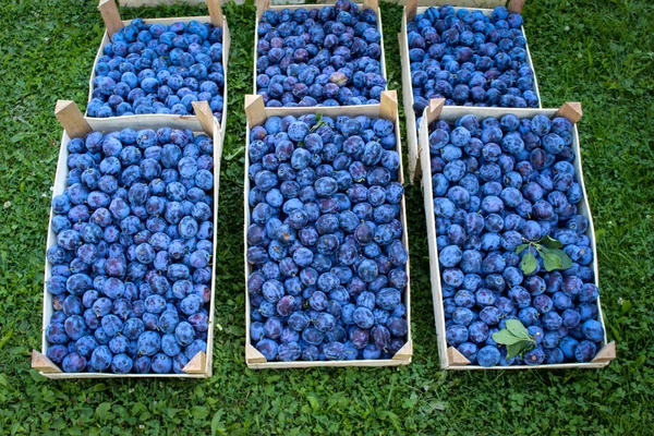 Plums Market Crates Full Ripe Blue Plums Plums Harvest Prunus — Stock Photo, Image