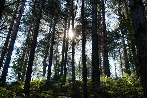 Солнечный Свет Сквозь Ветви Деревья Хвойном Лесу Хвойные Леса Зелеными — стоковое фото