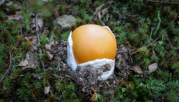 班纳凯撒的蘑菇看起来像一个鸡蛋 阿马尼塔凯撒区 凯撒的蘑菇 凯撒的蘑菇在丛生的苔藓中 看起来像个蛋 — 图库照片