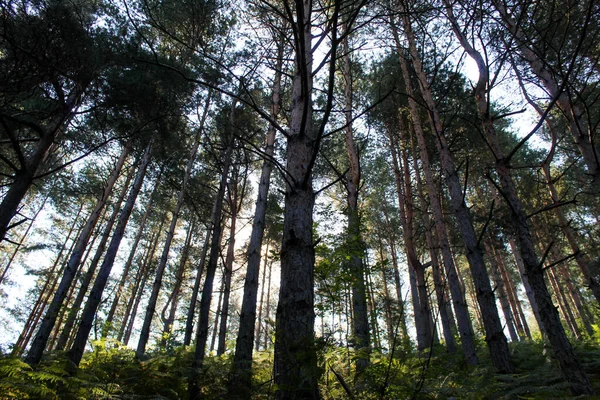 Forêt Conifères Matin Été Canopée Forestière Conifères — Photo