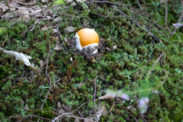 シーザーのキノコは 天板の海辺のように見えます シーザーのキノコ 卵のように見える苔の間の森の中のシーザーのキノコ — ストック写真