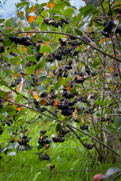 一堆黑莓 阿罗尼亚 在花园里种植成熟浆果的黑桑树 兰花黑醋栗 波斯尼亚和黑塞哥维那 — 图库照片
