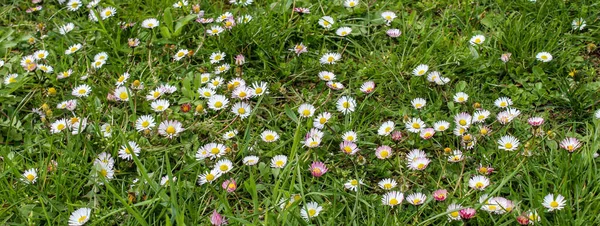 Banner. Daisies on the lawn. Many daisies on the lawn in the spring. Lawn daisies. Bellis perennis.