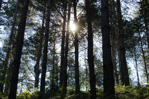 Солнечный Свет Сквозь Ветви Деревья Хвойном Лесу — стоковое фото