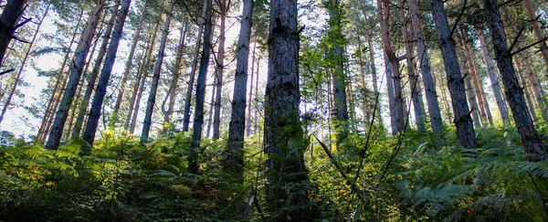 Баннер Хвойный Лес Утром Солнечный Свет Проходит Через Ветви Деревья — стоковое фото