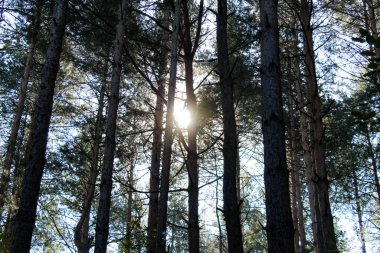 Kozalaklı ormandaki dalların ve ağaçların arasından gün ışığı..