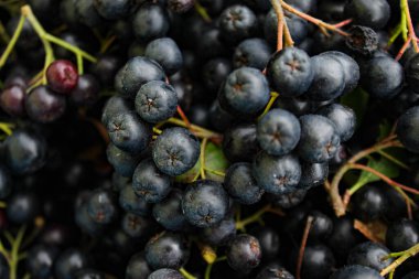 Taze toplanmış böğürtlen. Meyve boğazlı. Aronia meyvesi. Bir çift yeşil yapraklı böğürtlen arkaplanı.