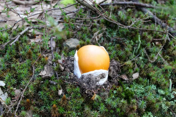 Amanita Cézár Caesar Gombája Caesar Gombája Erdőben Mohák Között Gombaszedés — Stock Fotó