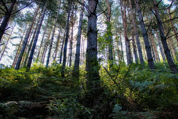 Barrskog Morgonen Solsken Passerar Genom Grenar Och Träd Skogen Helad — Stockfoto