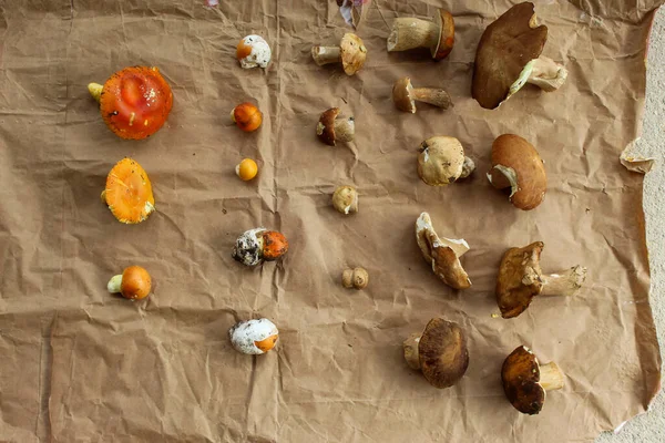 Eine Gruppe Pilze Auf Braunem Papier Verschiedene Pilze Unterschiedlicher Größe — Stockfoto