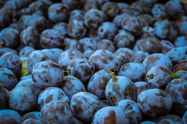 Erikler. Erik erik ve bir sürü erik. Meyve. Erik meyveleri..